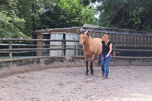 Longierzirkel – Bild 7