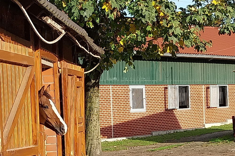 Pferdestall – Bild 3