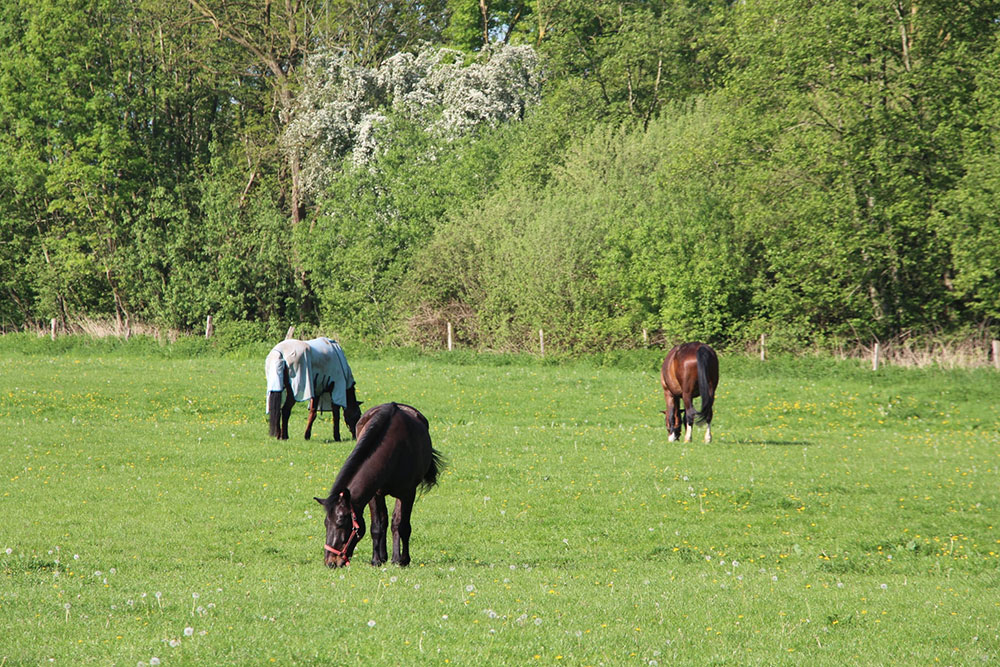 Weideflächen – Bild 1
