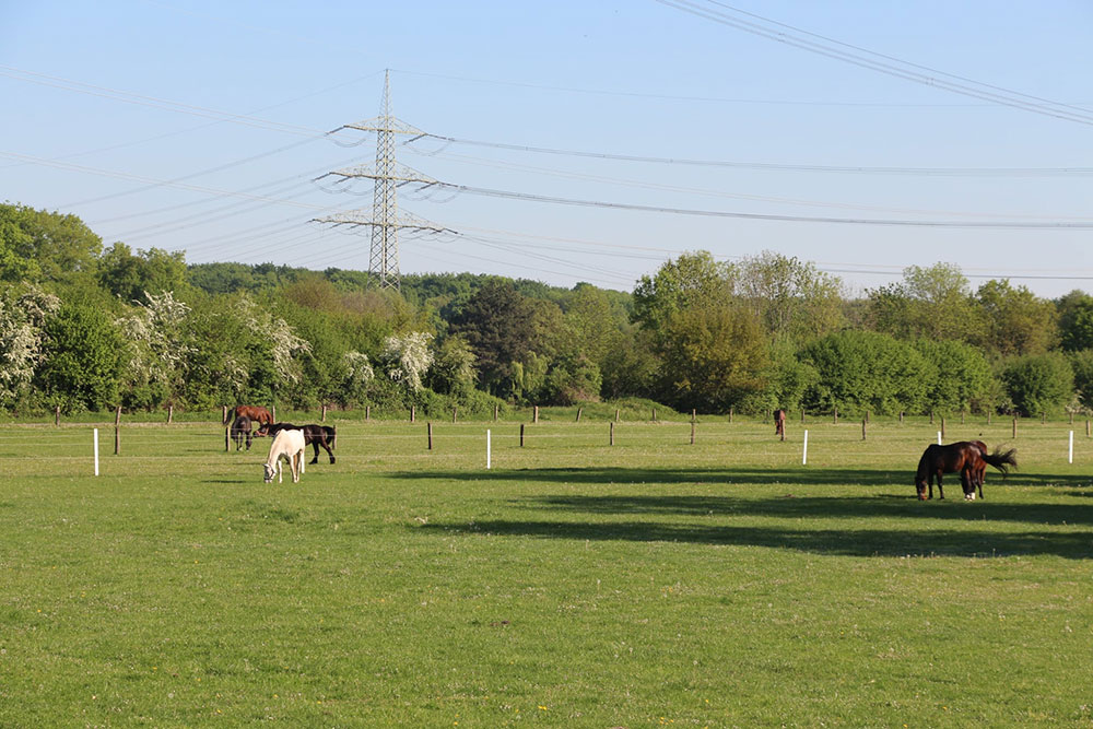 Weideflächen – Bild 2