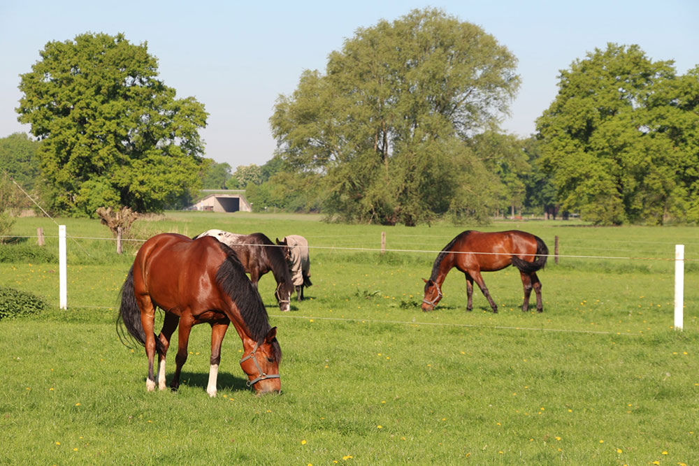 Weideflächen – Bild 4