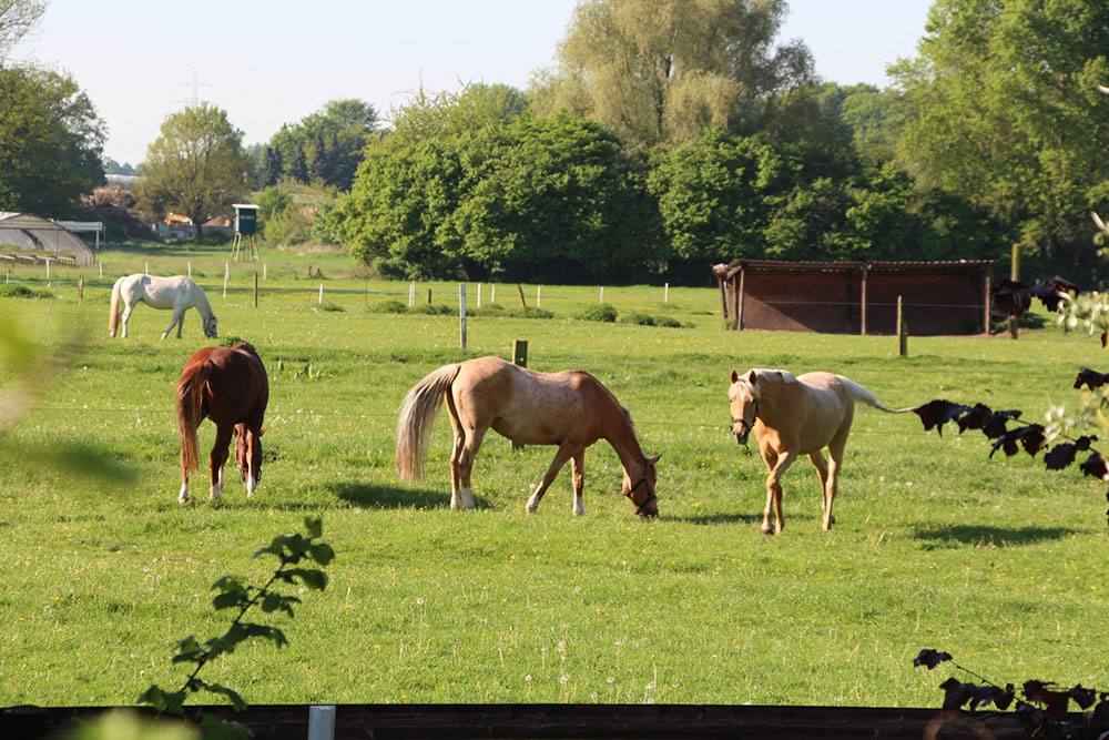 Weideflächen – Bild 5