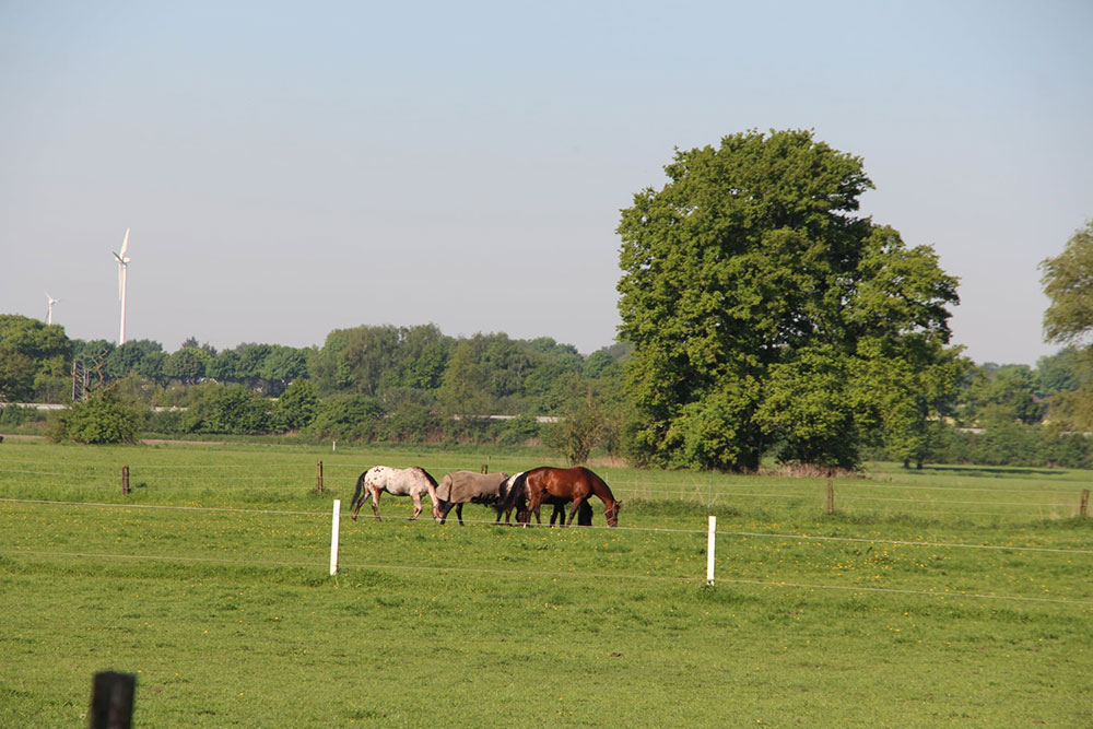 Weideflächen – Bild 6