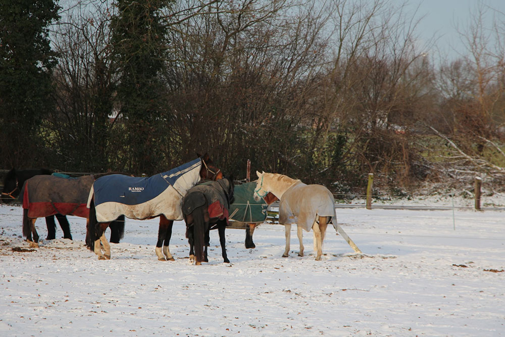 Weideflächen – Bild 7