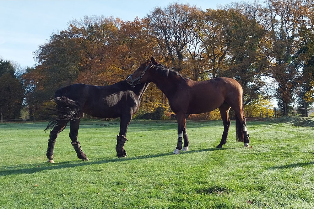 Weideflächen – Bild 8