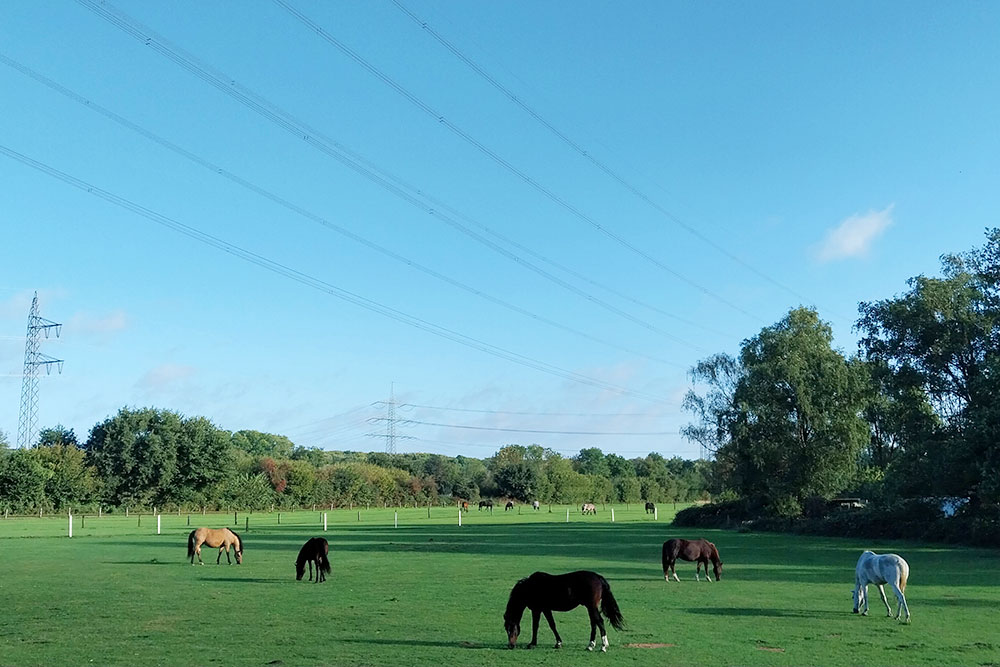 Weideflächen – Bild 9