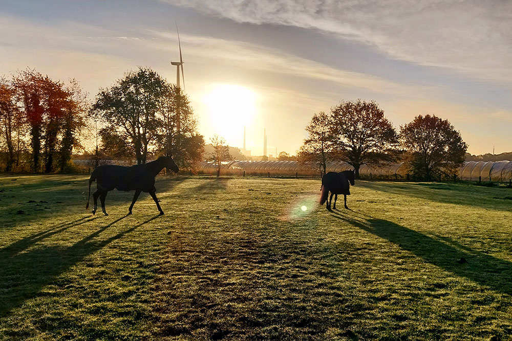 Weideflächen – Bild 11
