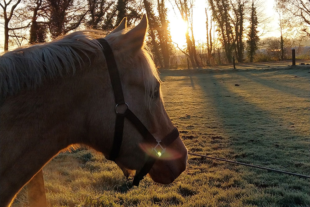 Weideflächen – Bild 12