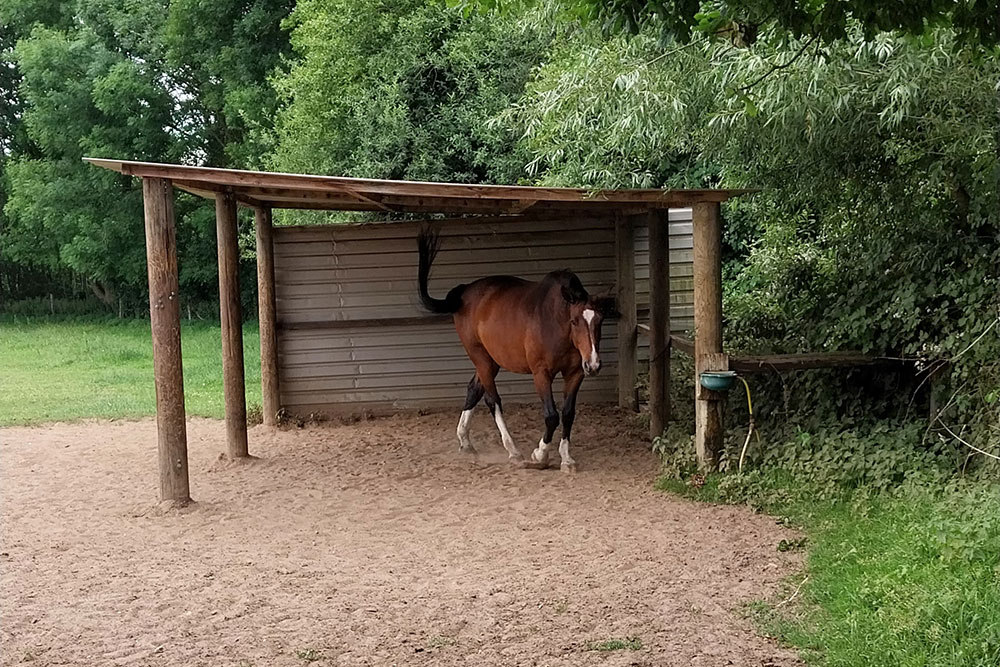 Weideflächen – Bild 13