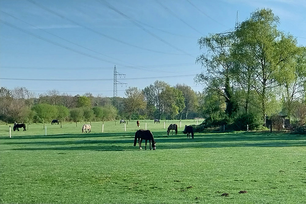 Weideflächen – Bild 14