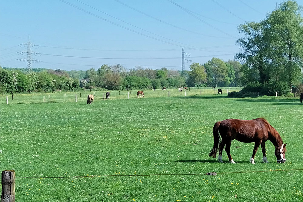 Weideflächen – Bild 15