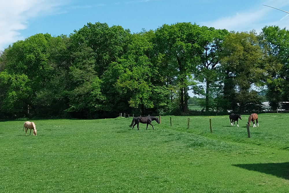 Weideflächen – Bild 16