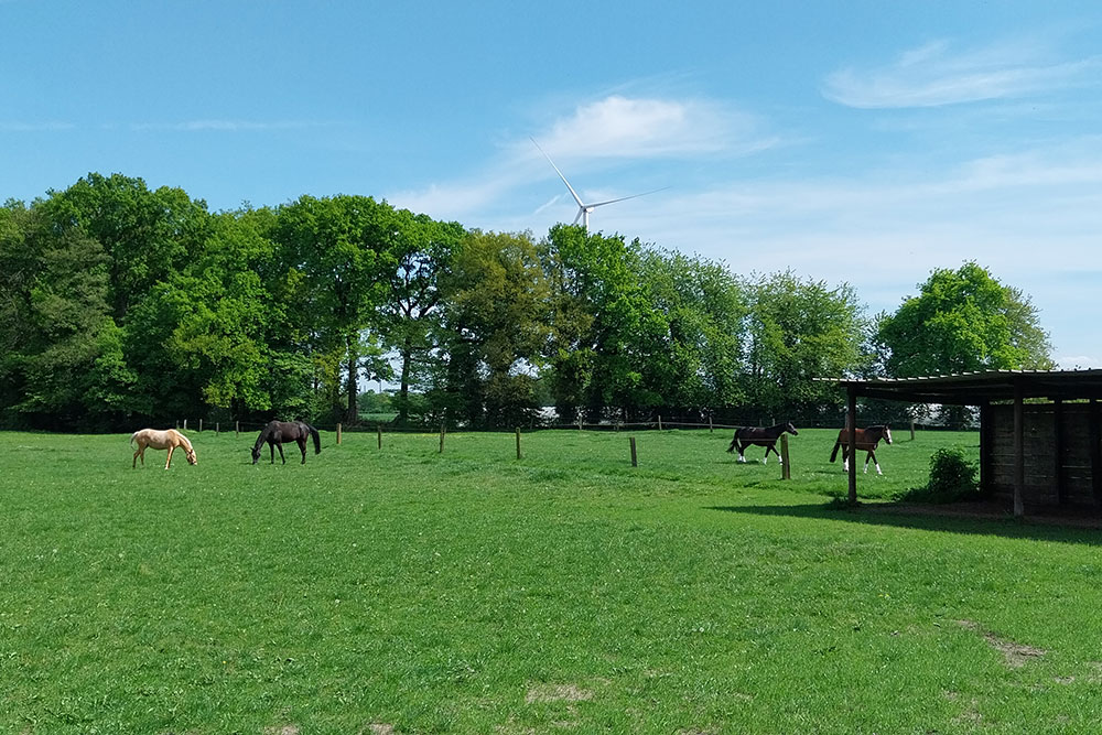 Weideflächen – Bild 17