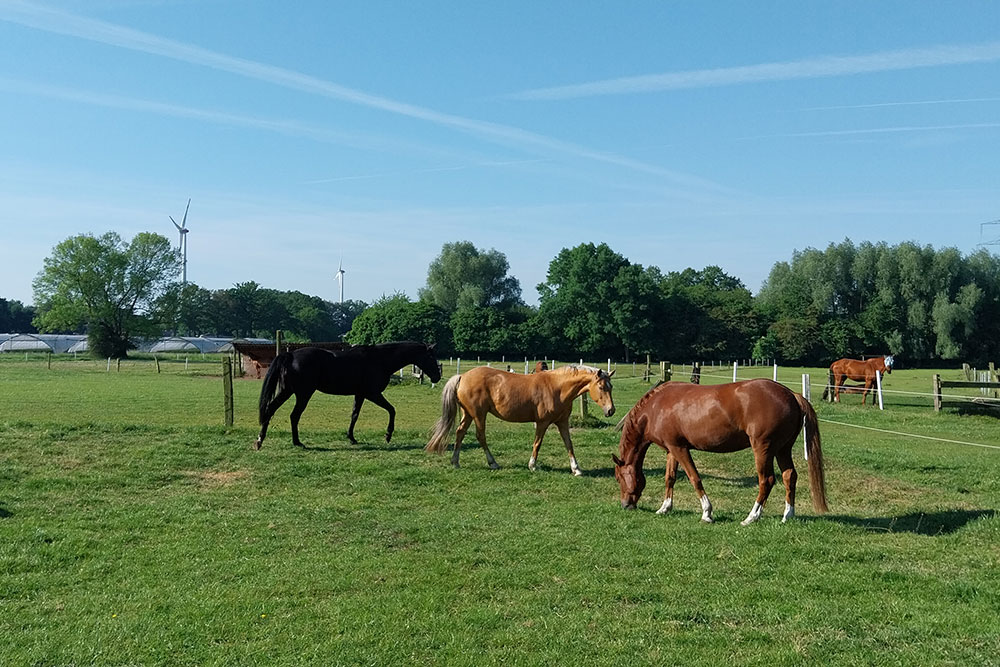 Weideflächen – Bild 19