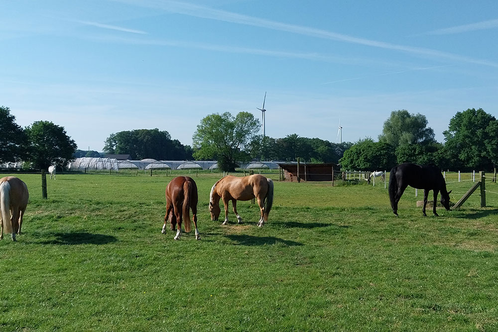 Weideflächen – Bild 20