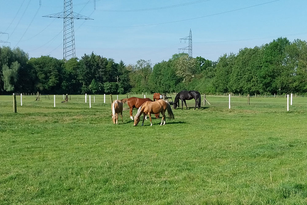 Weideflächen – Bild 21