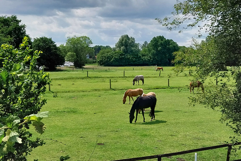 Weideflächen – Bild 22