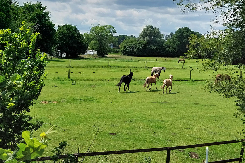 Weideflächen – Bild 23