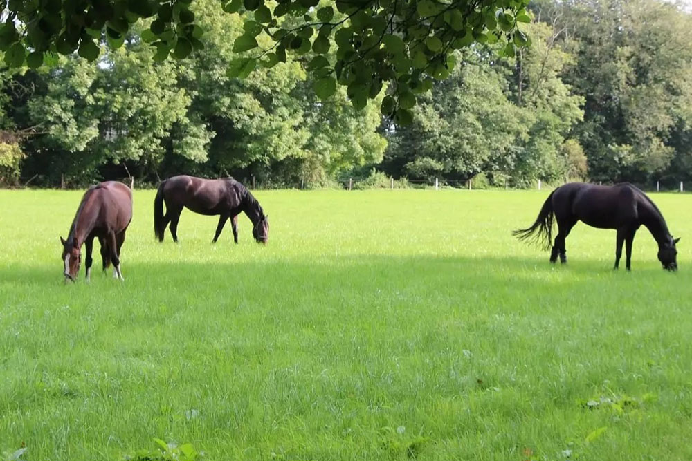 Weideflächen – Bild 24