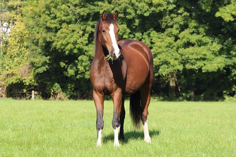 Weideflächen – Bild 25