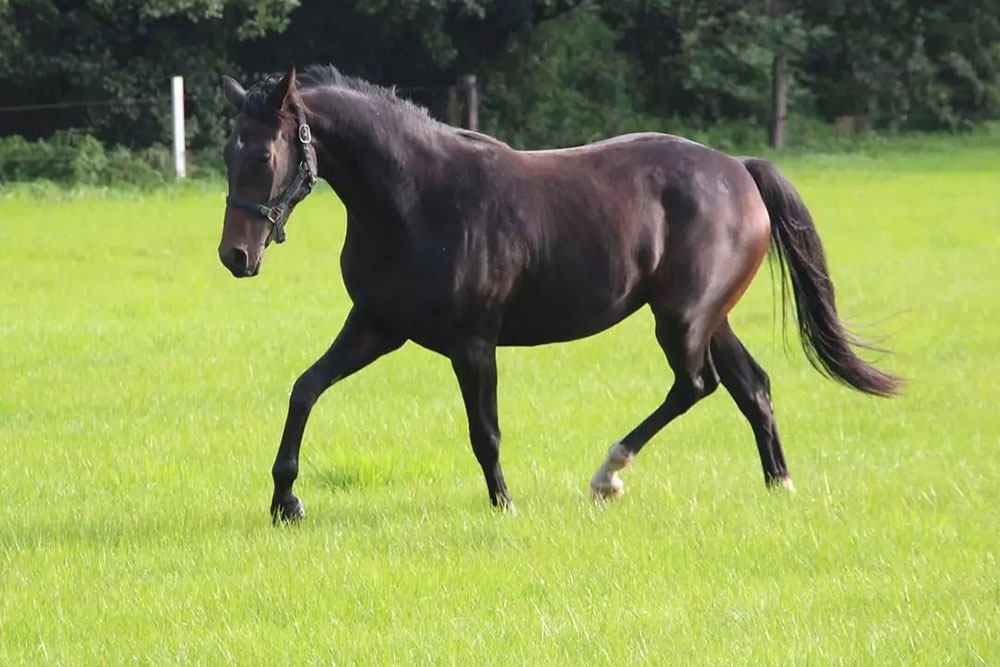 Weideflächen – Bild 26