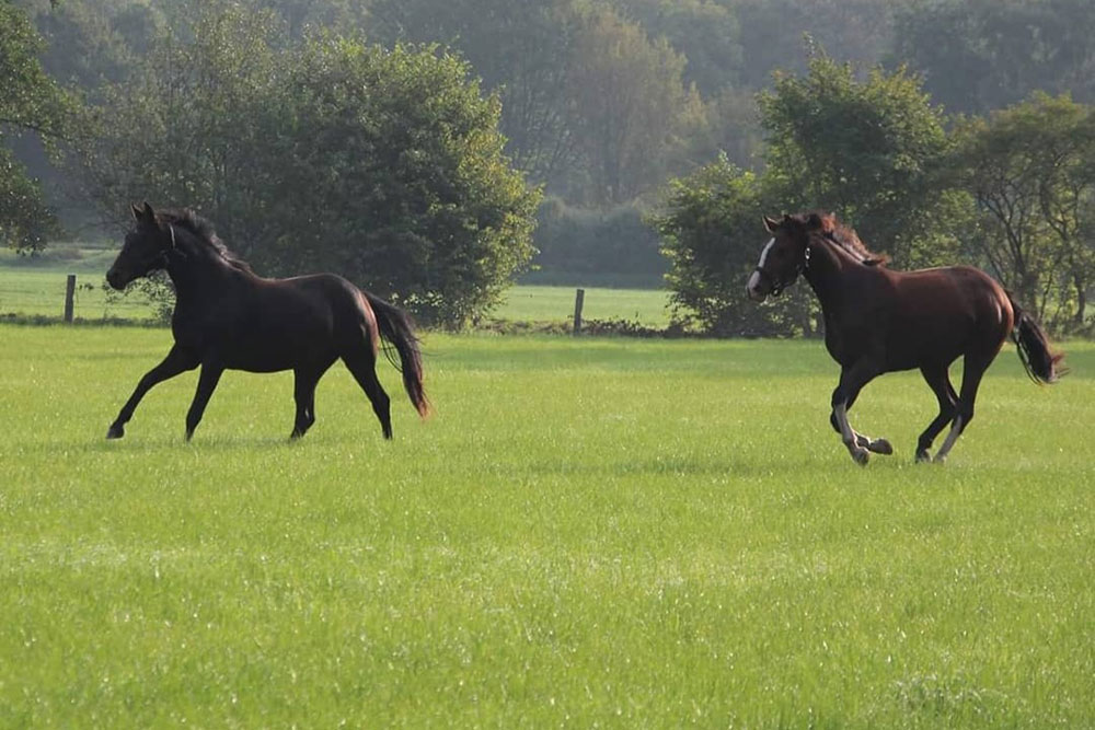 Weideflächen – Bild 27