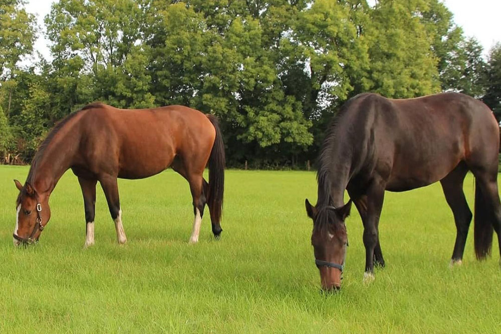 Weideflächen – Bild 28