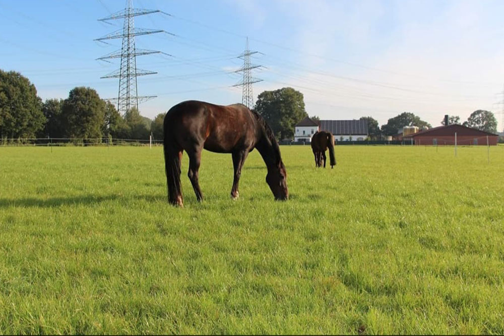 Weideflächen – Bild 29