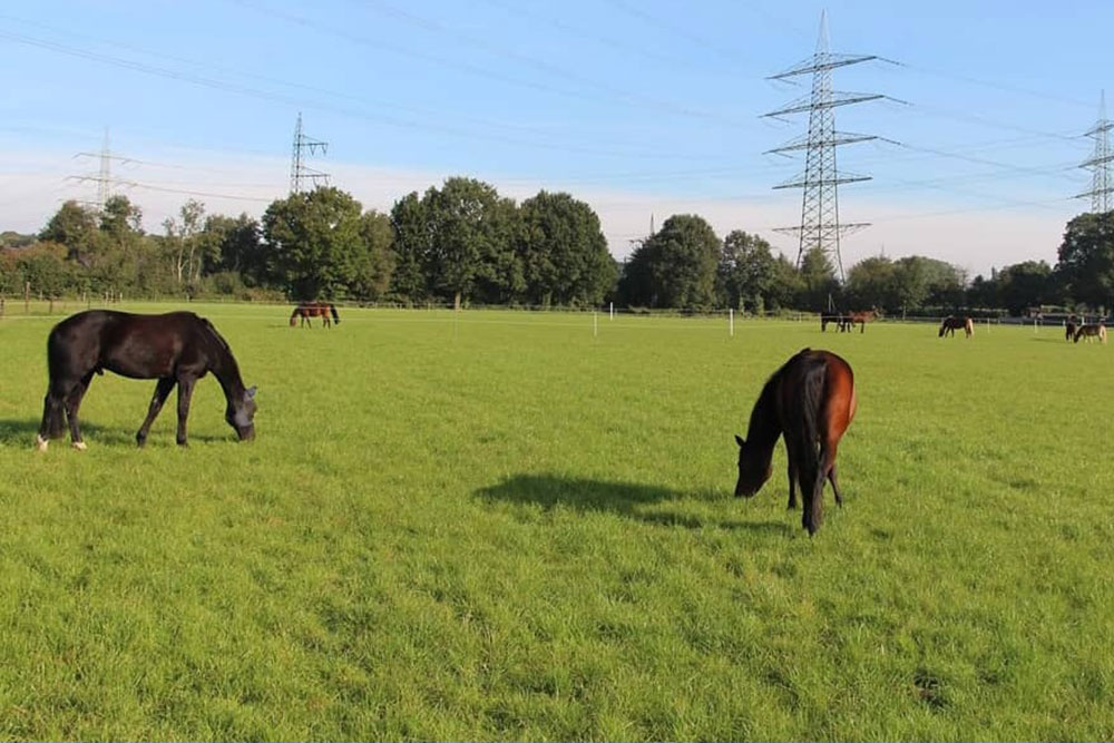 Weideflächen – Bild 30