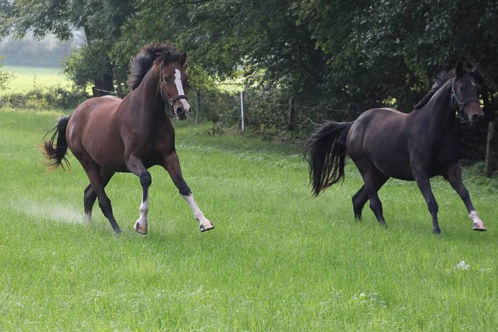 Weideflächen – Bild 31