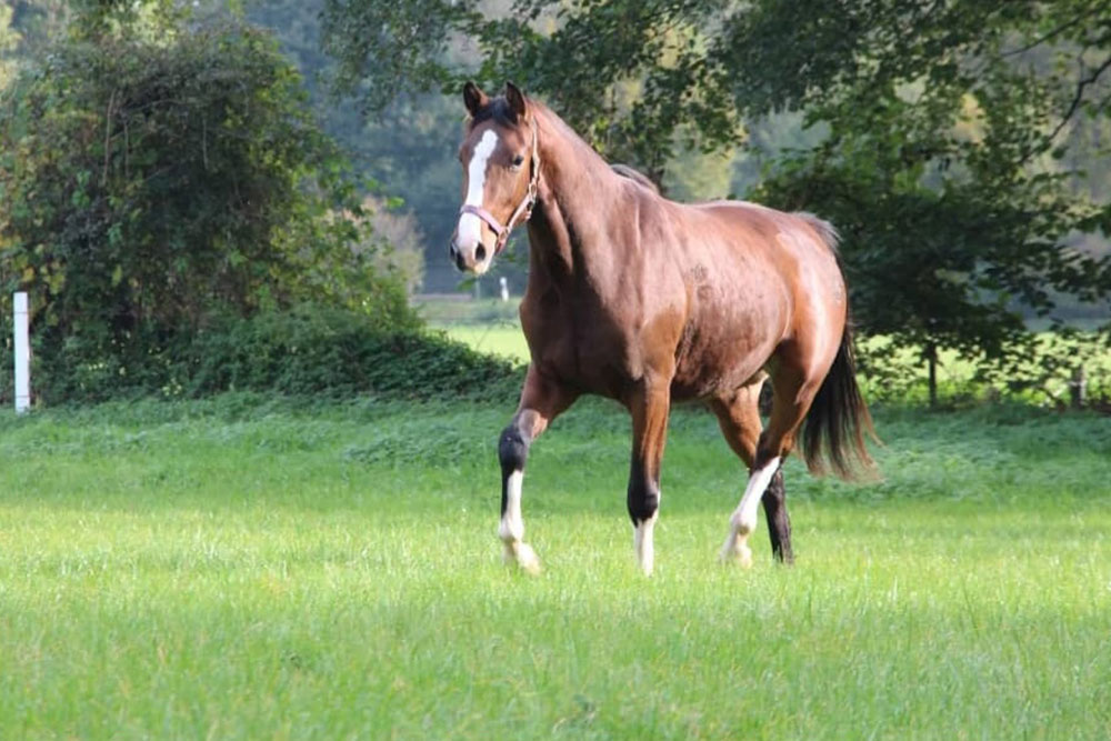 Weideflächen – Bild 32