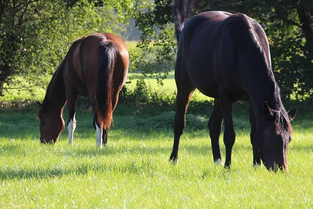 Weideflächen – Bild 33