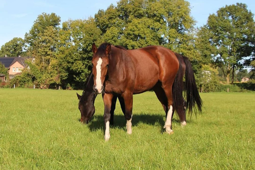 Weideflächen – Bild 34