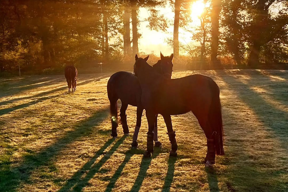 Weideflächen – Bild 35