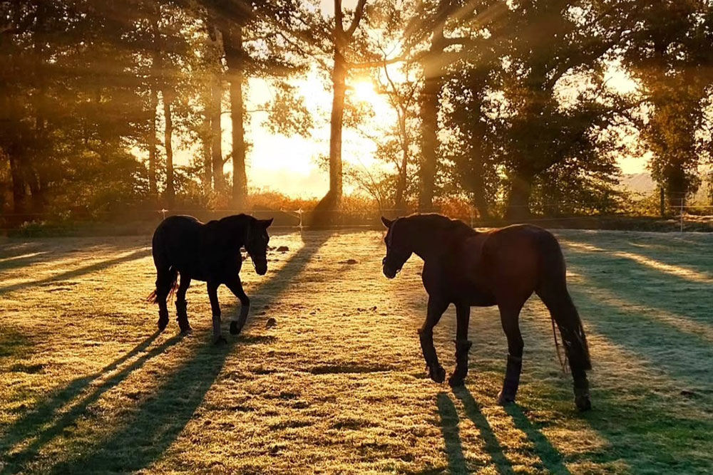 Weideflächen – Bild 36