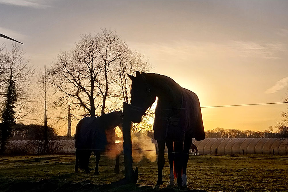 Weideflächen – Bild 37