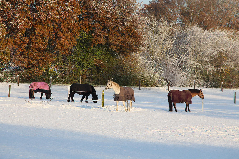 Weideflächen – Bild 38