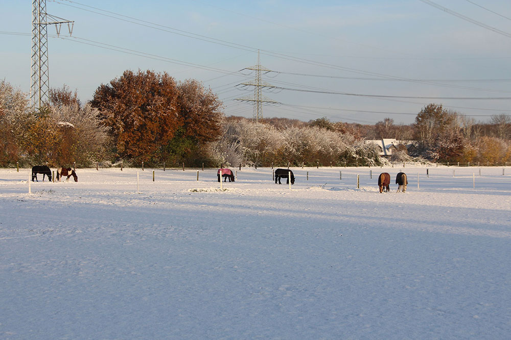Weideflächen – Bild 39