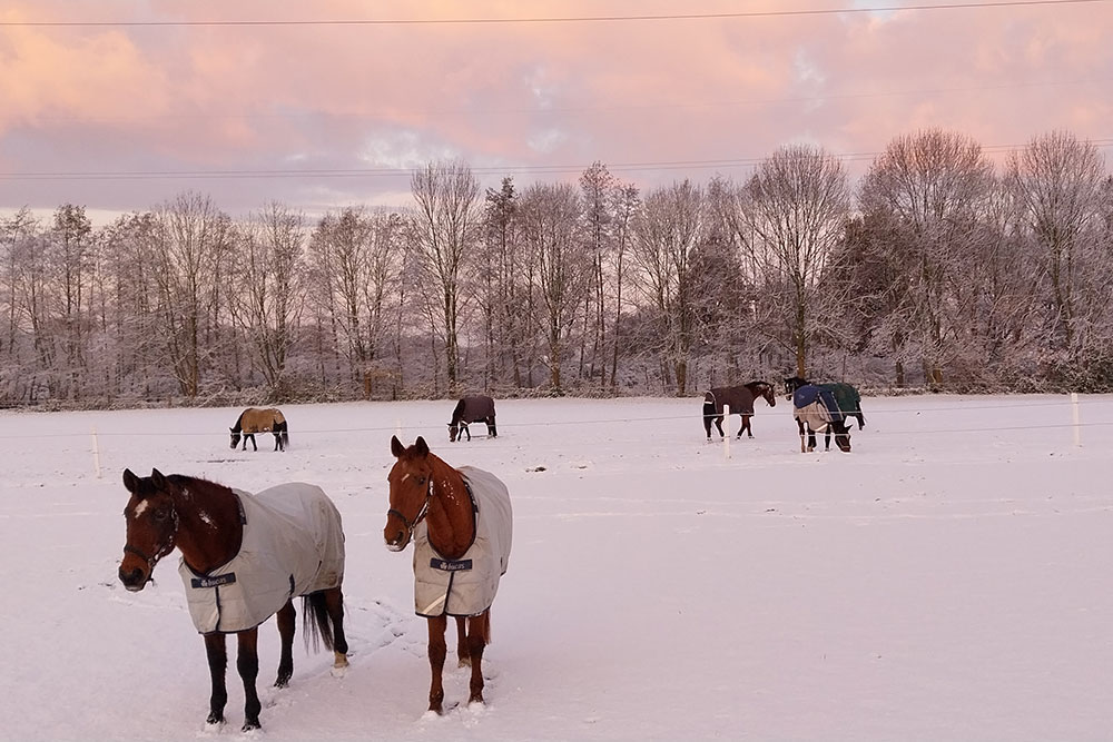 Weideflächen – Bild 40