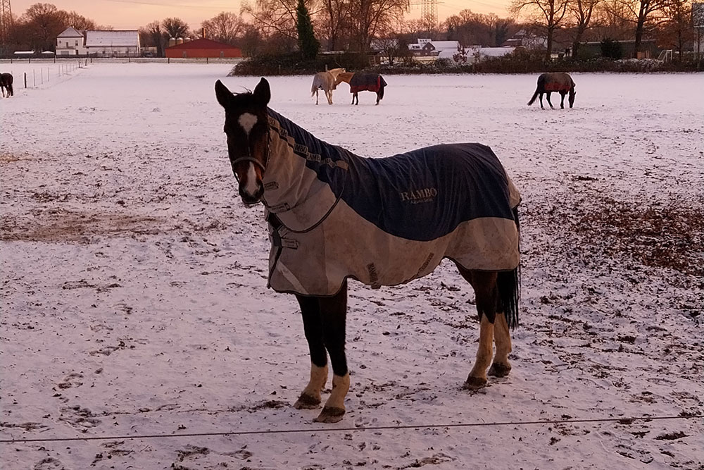 Weideflächen – Bild 41