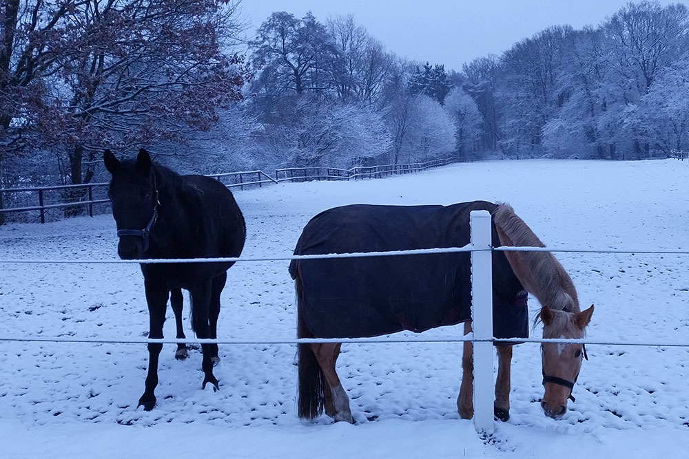 Weideflächen – Bild 42