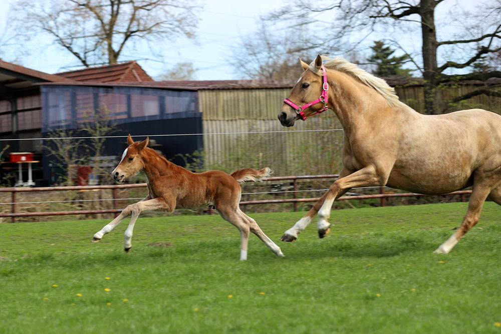 Zucht &amp; Aufzucht – Bild 1