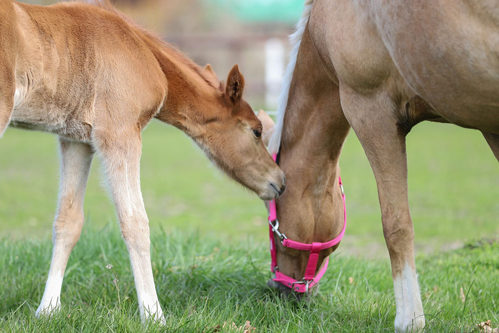 Zucht &amp; Aufzucht – Bild 2