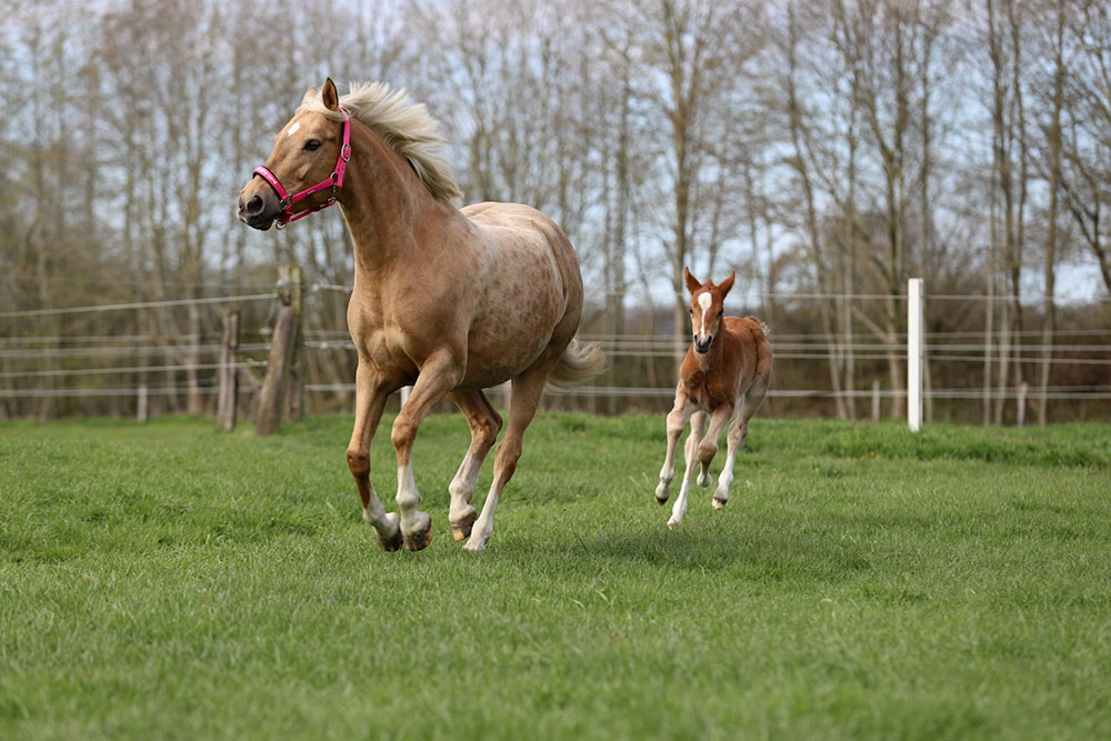 Zucht &amp; Aufzucht – Bild 3