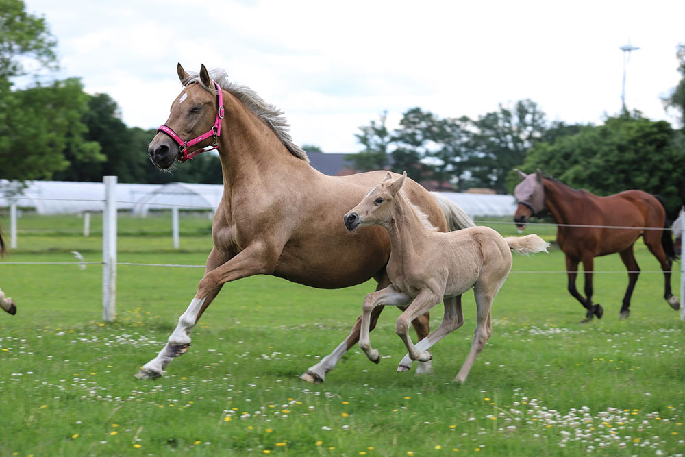 Zucht &amp; Aufzucht – Bild 4