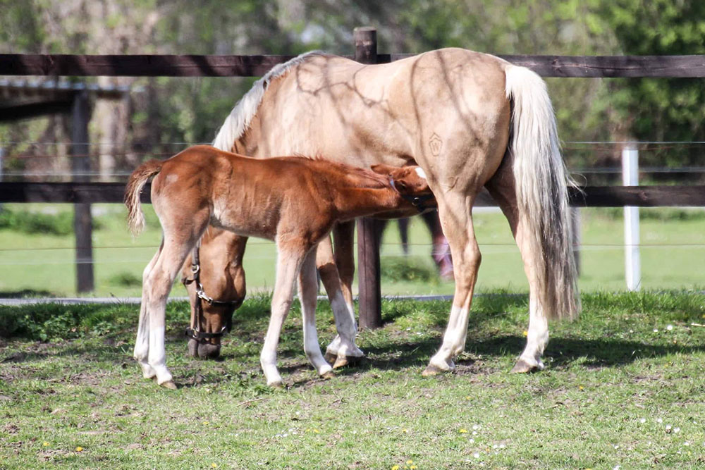 Zucht &amp; Aufzucht – Bild 5