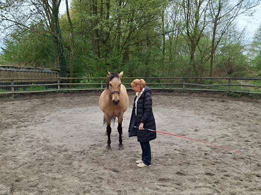 Der Roundpen am Repeler Hof in Bottrop