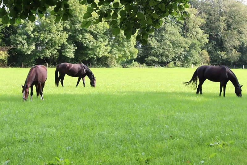 Unsere Weide am Repeler Hof in Bottrop