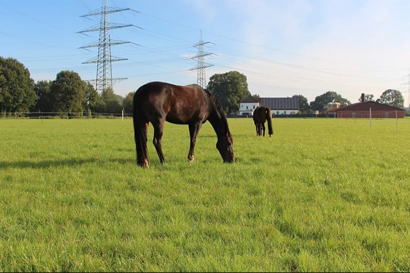 Unsere Weide am Repeler Hof in Bottrop