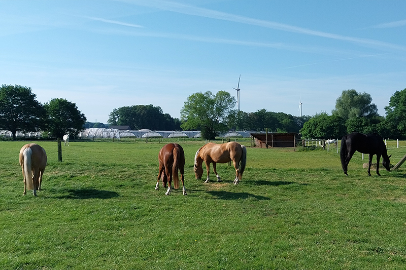 Unsere Weide am Repeler Hof in Bottrop